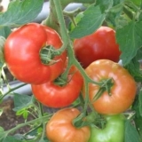 Porodični paradajz: recenzije, fotografije, produktivnost